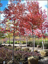 Autumn Flame Red Maple